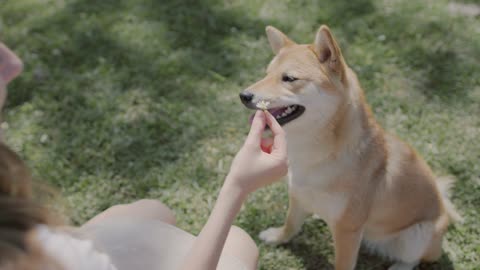 The dog plays with its owner