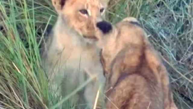 Lion cubs fight/amazing lions cubs