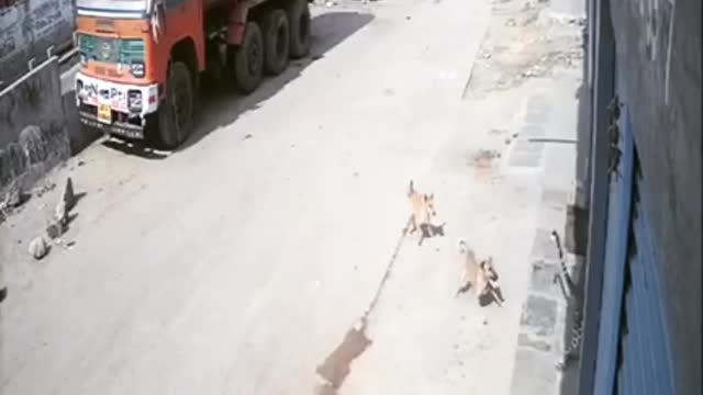 leopard 🐆 attack on dogs in civil area