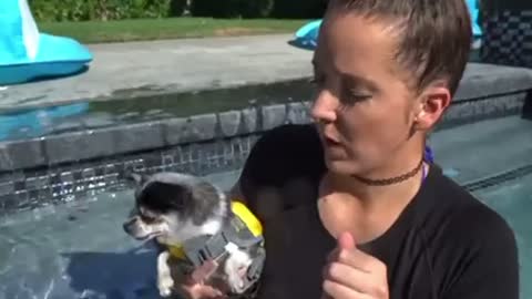 Watch the moment a dog accidentally fell into a swimming pool😲