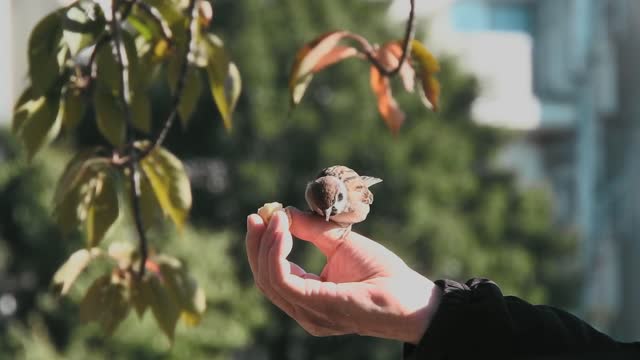 sparrows bird eats