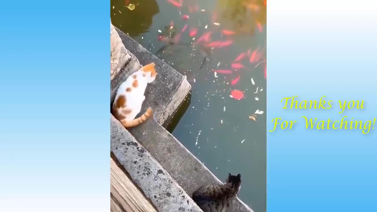 Awesome Funny Cat Pet Animal Video