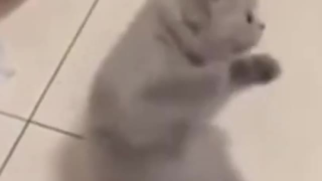 funny cats and dogs