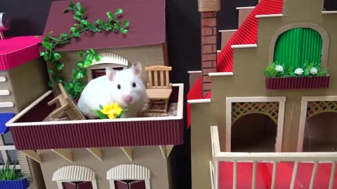 Parkour Hamster