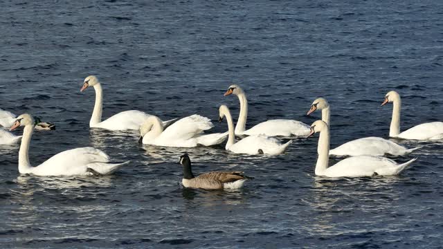 Swans and Ducks