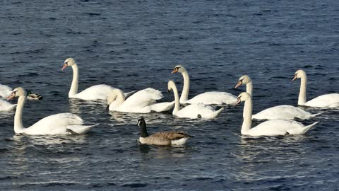 Swans and Ducks