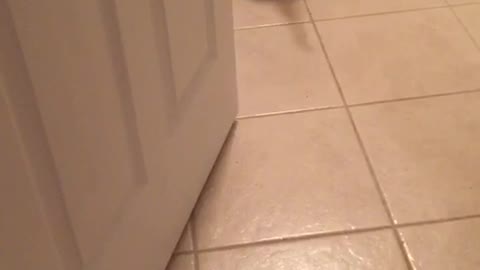Brown pitbull walks backward in kitchen