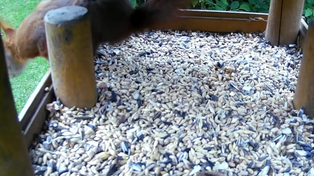 Red Squirrel cracking sunflower seeds inside Birdfeeder House, Lower Saxony, DE