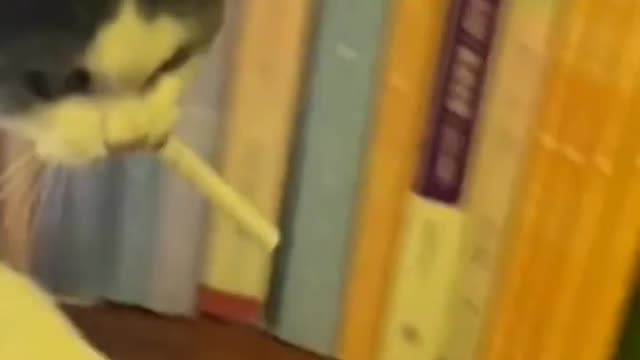 smoking cat