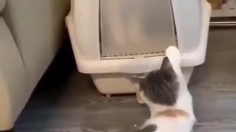 Funny cat