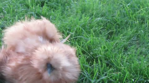 Valley quail, white bobwhite and mexican speckled chicks, less than a half day old