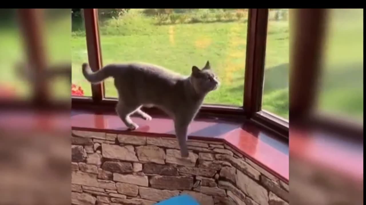 Best Funny Cat Video 😻 #17 - Cute and Funny cats, Funniest Cat Videos Compilation 2021 | Apin Imut