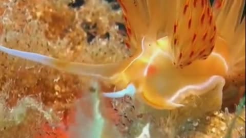Amazing underwater world
