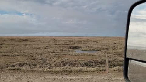 North Slope Caribou