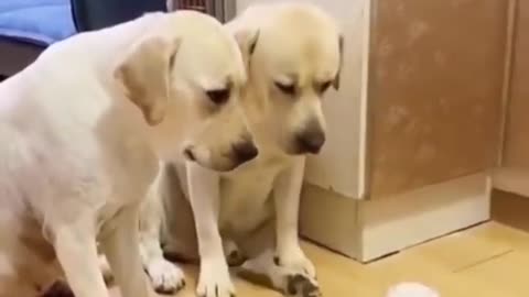 Funny dogs