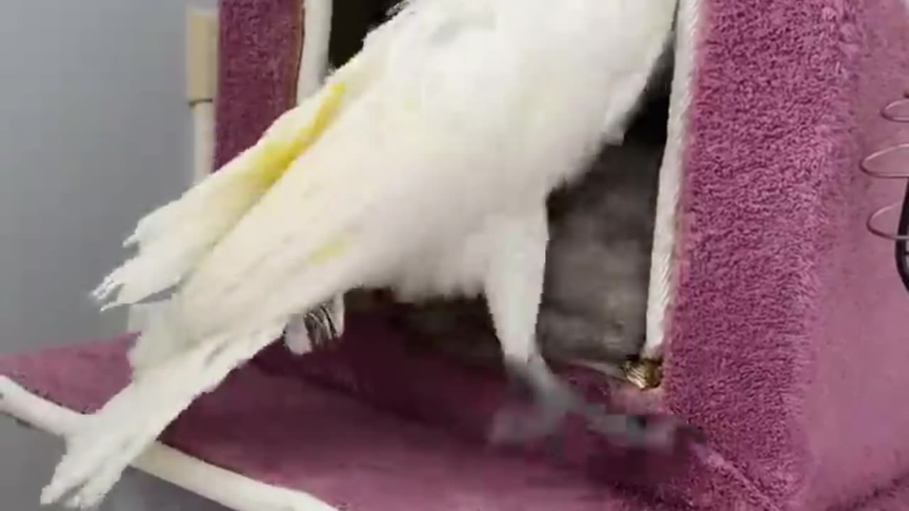 Funny bird with funny cat