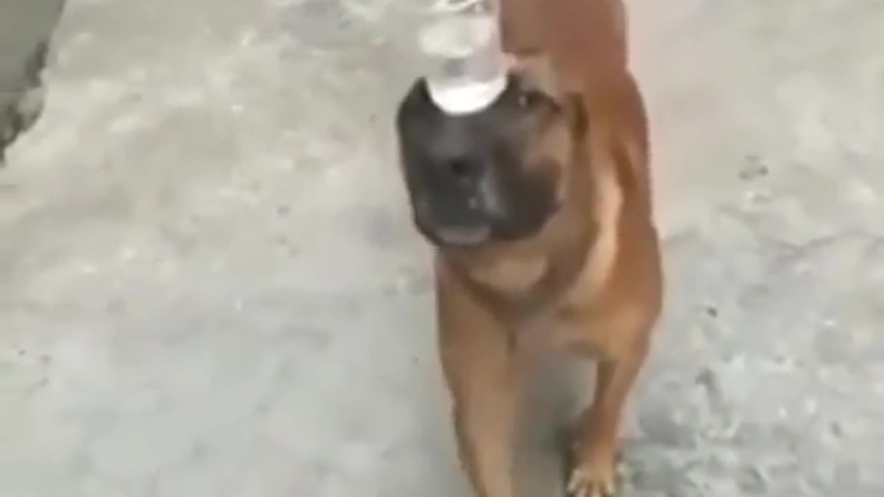 Dog Does Trick By Carrying Cup of Water On His Nose Funny animal videos | Cute animal videos | Funny dog&cat videos | Hilarious pet videos