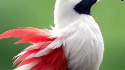 Cute white colorful bird