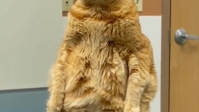 SHUT UP 🤣🔥🤣 Best of Funny Animals