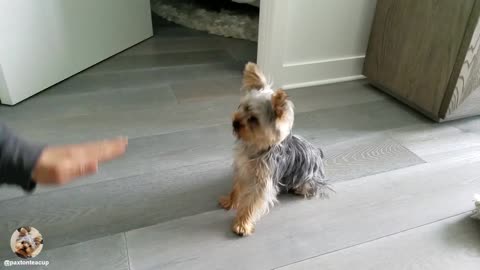 Teaching a Yorkie to do tricks!