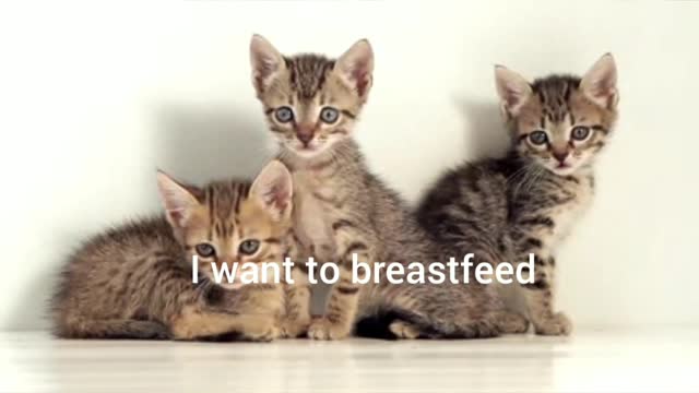 mother we want to breastfeed 🙀