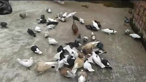 cute pigeon in the world ,beautiful when the are eating ,,funny ,,