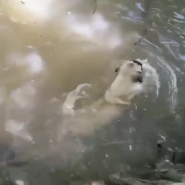The dog that swam out to save the owner was so touching. I never thought that the dog couldn't swim