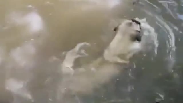 The dog that swam out to save the owner was so touching. I never thought that the dog couldn't swim