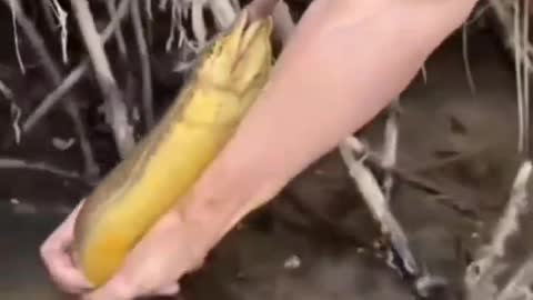 This is a beautiful and charming water-dwelling species