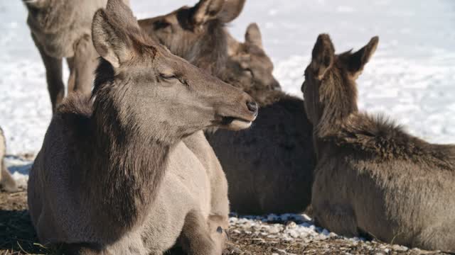 A herd of deer resting in snowy terrain