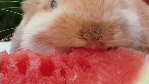 Various eating of cute rabbits