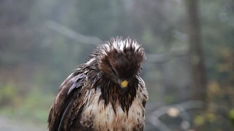 A wet hawk drying feathers