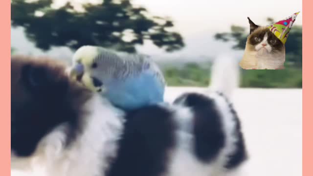 Funny animals cute 1