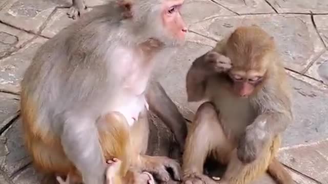 Cute monkey videos baby 😍 Funny Monkey Baby 😍 Newborn Monkey Bab