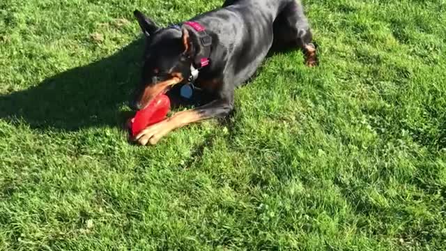 HANZ AT THE PARK 10.2028