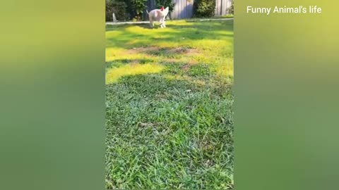 Funny Animal Video