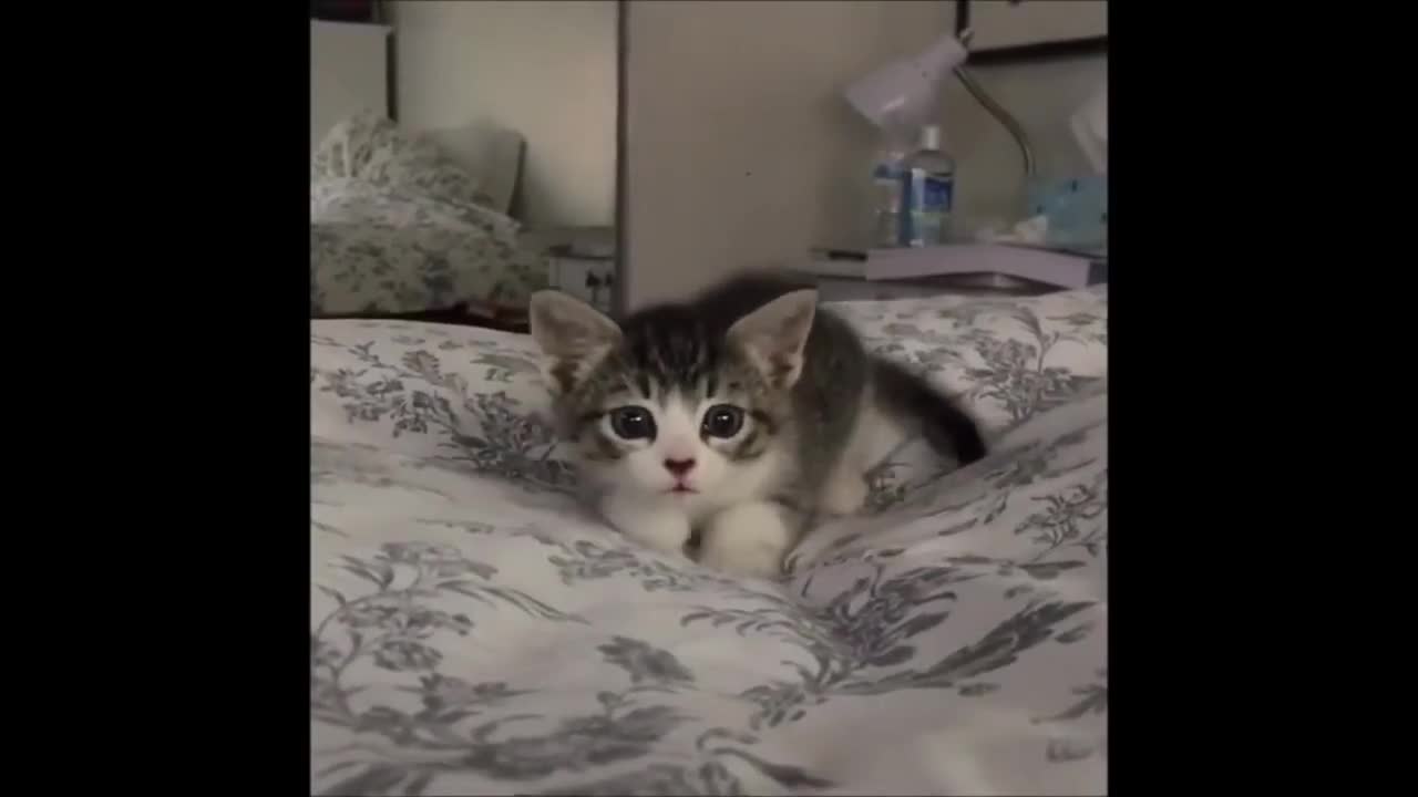 Baby Cats - Cute And Funny Cat Videos _ Pets Kingdom