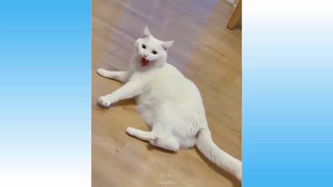 The singing cat, so funny.