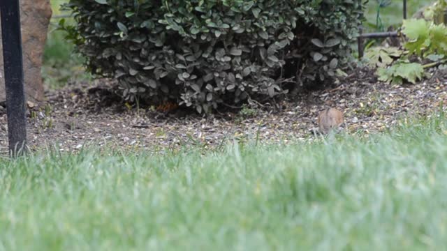 Cute mouse funny video