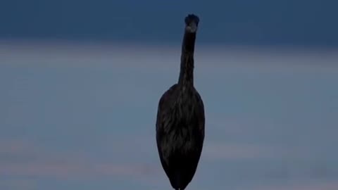 A bird standing in the middle of the water