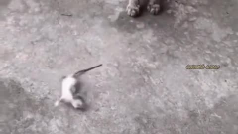 Funny animal video