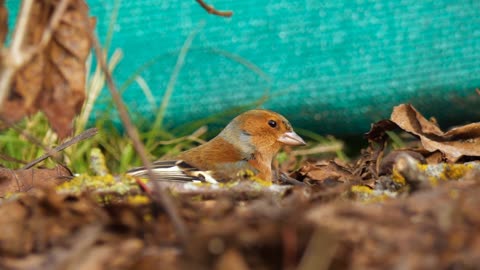 nature-sheets-birds-bird-carpenter