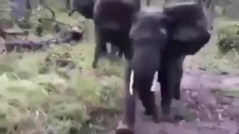 Elephants dont wanna be bothered 💪🔥