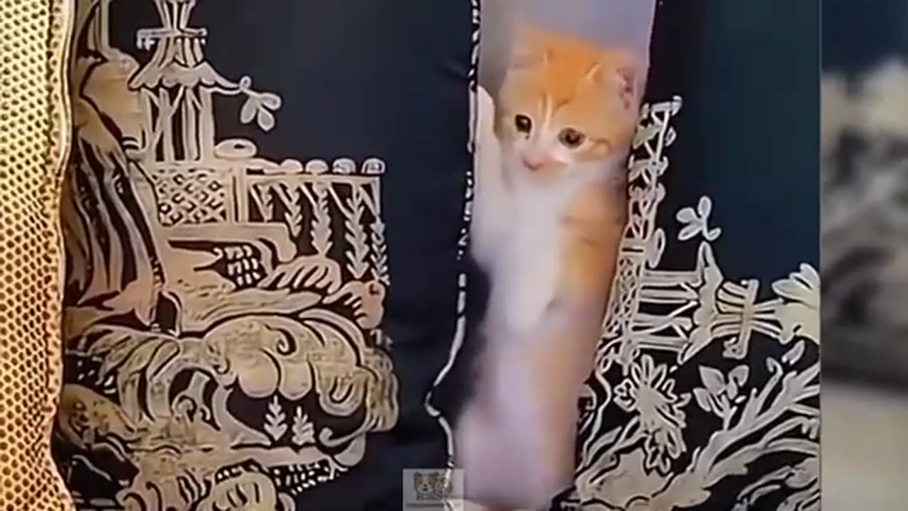 Funny Animal videos cats doing amazing :)