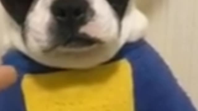 when you bark