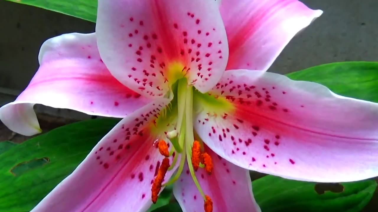 Lily 'Stargazer'