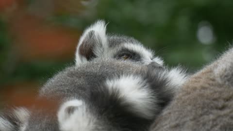 Lemur reclining in nature