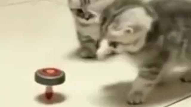 CUTE FUNNY CATS VIDEO