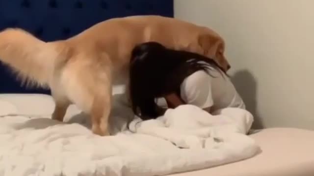 This loyal dog trying to make his crying mom happy