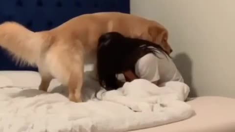 This loyal dog trying to make his crying mom happy